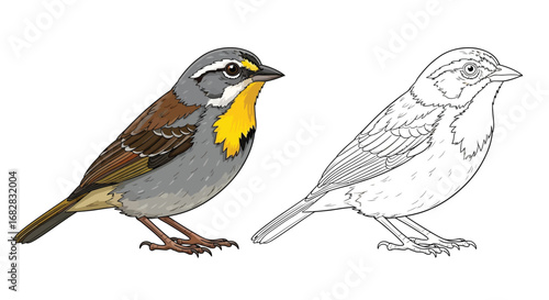 Yellow Throated Sparrow Coloring Page with Simple Background Educational Bird Drawing