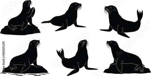 Sea lion silhouettes in various poses, marine wildlife behavior, coastal animal design for art, education, ocean nature illustration, aquatic life theme