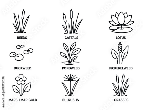 Swamp Plant Icons. Outline icon set of swamp plants: reeds, cattails, sedges, lotus, duckweed, pondweed, water