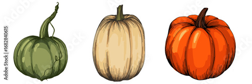 Pumpkin vegetable Fall and Autumn Element. Pumpkins Color Hand Drawn Illustration. Thanksgiving design elements.
