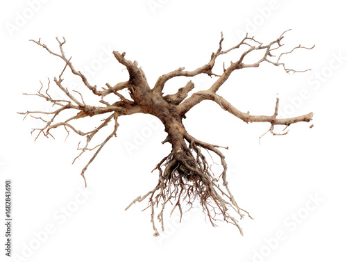 Dried, twisted tree root, resembling bonsai