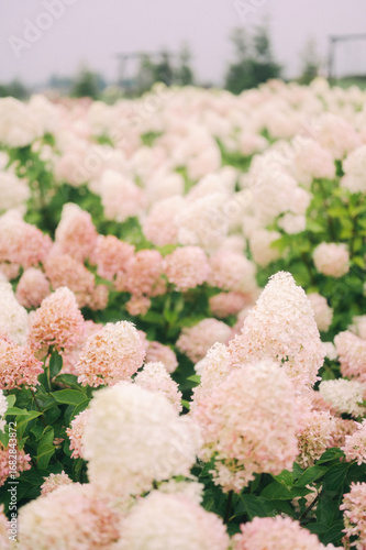 Field of Hydrangeas with Decorative Birdcages A Pastel Dream