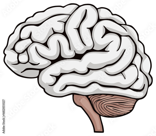 Anatomical illustration of a stylized human brain in side view