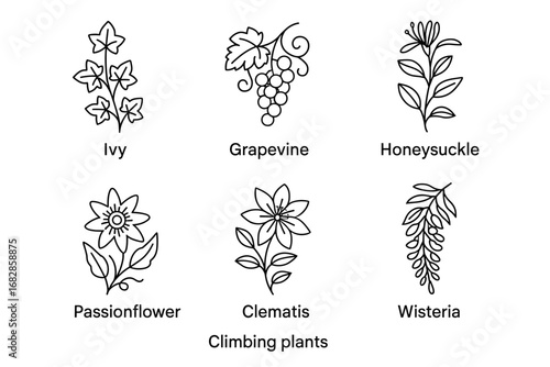 Outline drawings of climbing plants: ivy, grapevine, honeysuckle, passionflower, clematis, wisteria