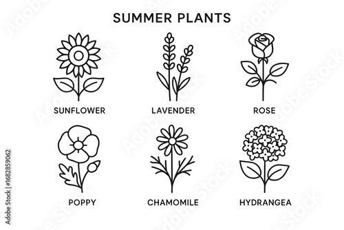 Illustration of six summer plants: sunflower, lavender, rose, poppy, chamomile, hydrangea