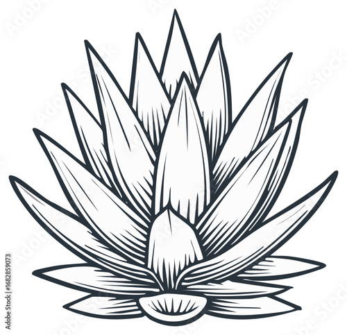 Agave Plant Illustration with Dark Outline and Sharp Leaves Design