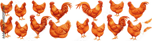 set of Collection with orange-red watercolor hens and roosters
