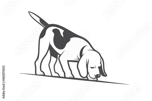 Monochrome beagle dog intently sniffs the ground while searching something