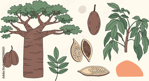 Exploring the wonders of baobab trees and their abundant fruit discovering the natural bounty of africa's iconic flora