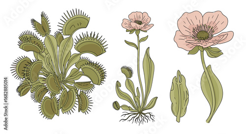 Botanical illustration of various carnivorous plants including a venus flytrap and delicate flowering species