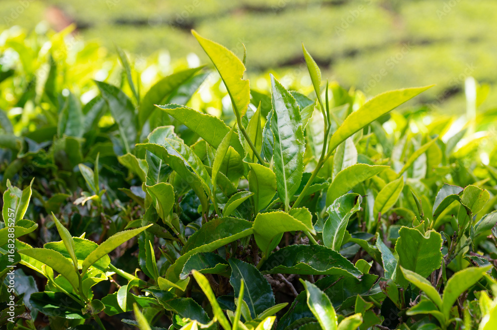 Obraz premium Tea field in Munnar, plantation in India, Kerala, Nilgiri hills , agriculture of Camellia Sansis plant