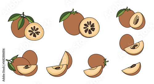 Group of sapodilla fruit illustrations showing whole and halved tropical sweet sapota tropical fruit and healthy food