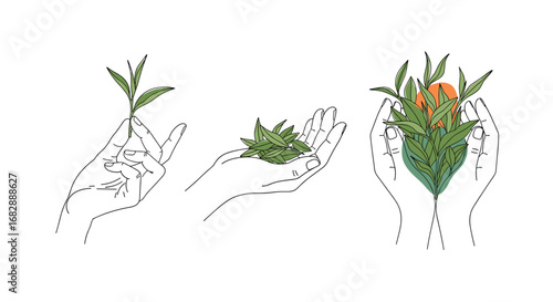 Witnessing the incredible journey of plant growth and cultivation in human hands over time