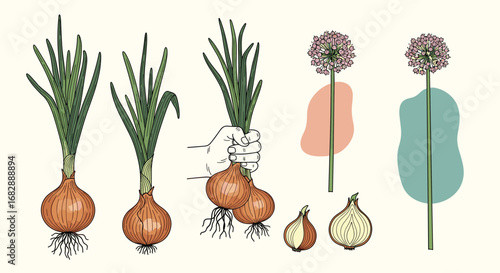 Botanical illustrations of onions showing roots bulbs and flowering stalks
