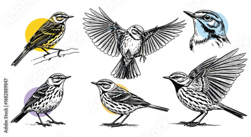 A collection of detailed sketch illustrations featuring various small birds in different poses and angles