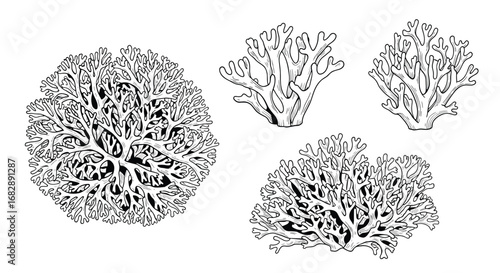 Exquisite coralloid fungi displaying intricate branching patterns and delicate textures for culinary and medicinal exploration