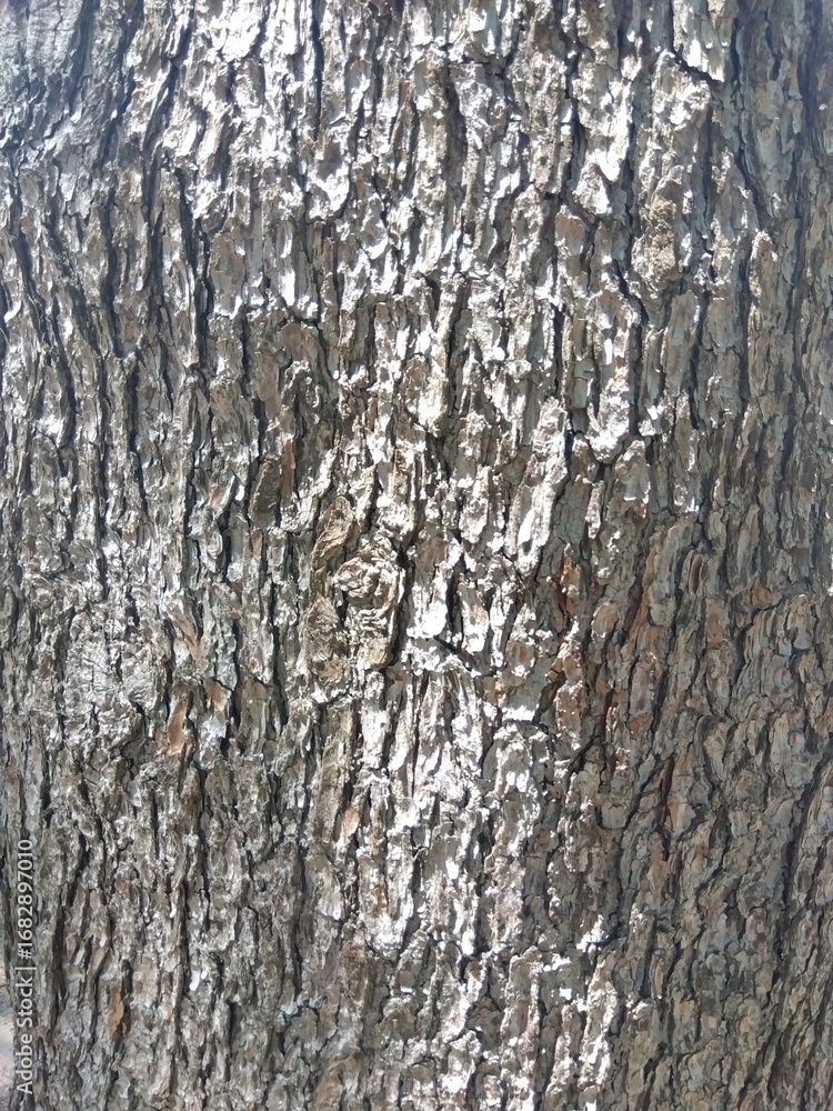 Obraz premium 夏の木漏れ日の当たる古木のヒマラヤスギの幹 (クローズアップ)