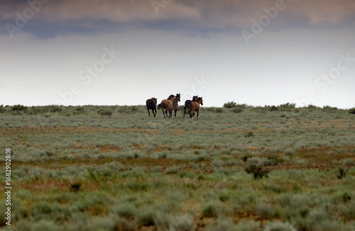 Horses grazing in the steppe, Kazakhstan