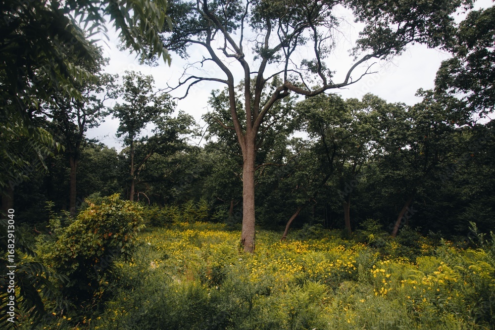 Obraz premium trees in the park