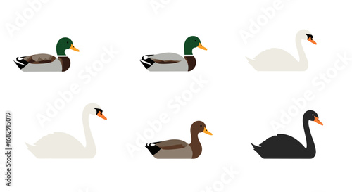 Flat style ducks and swans set: mallard, black and white swan collection