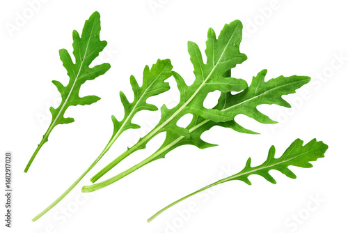 Arugula isolated on white background