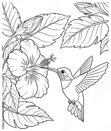 Hummingbird illustration featuring detailed bird hovering with wings open while sipping nectar from large hibiscus flower surrounded by leafy branches in black and white vector design