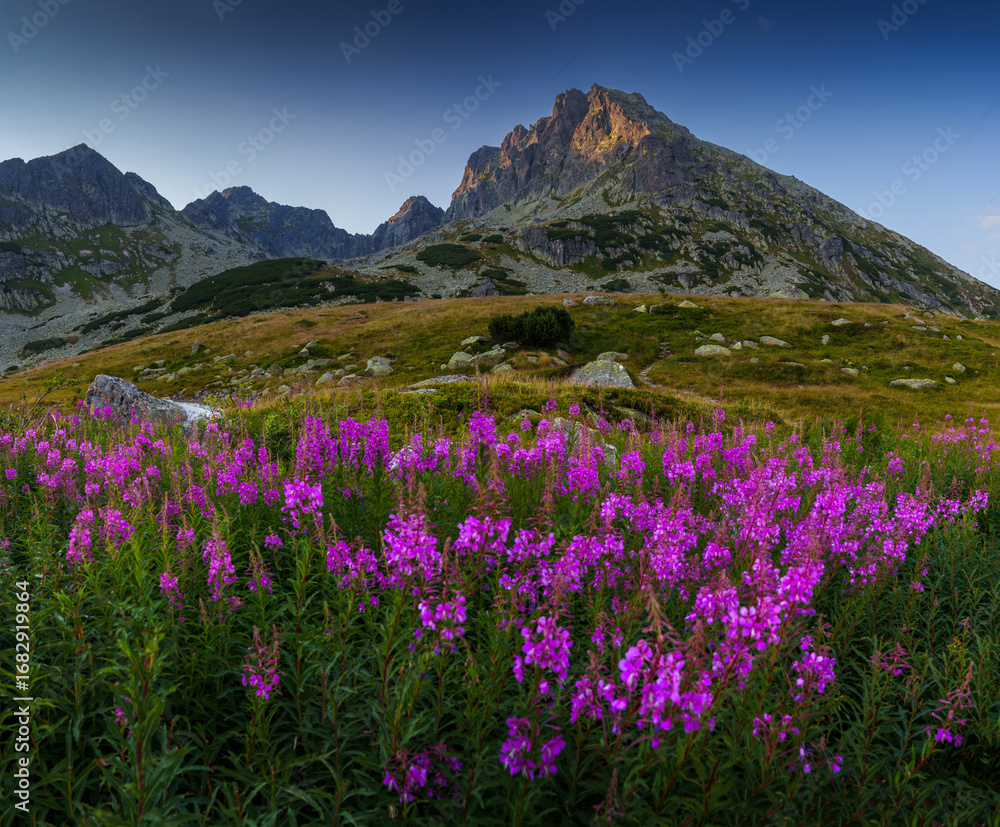Fototapeta premium Mountain Landscape with Pink Wildflowers
