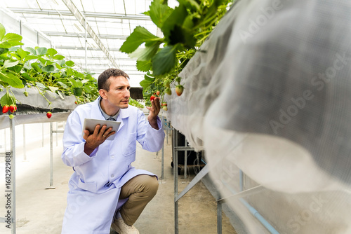 Agronomist in lab coat inspects strawberries with tablet in modern greenhouse. High-tech farming scene shows hydroponics, berry harvest, horticulture, agritech, and sustainable agriculture practices.