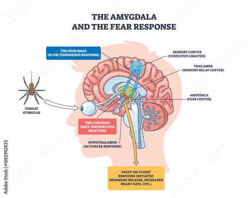 Amygdala and the fear response shows how the brain processes threats, highlighting the amygdala, hypothalamus, and sensory cortex. Outline diagram
