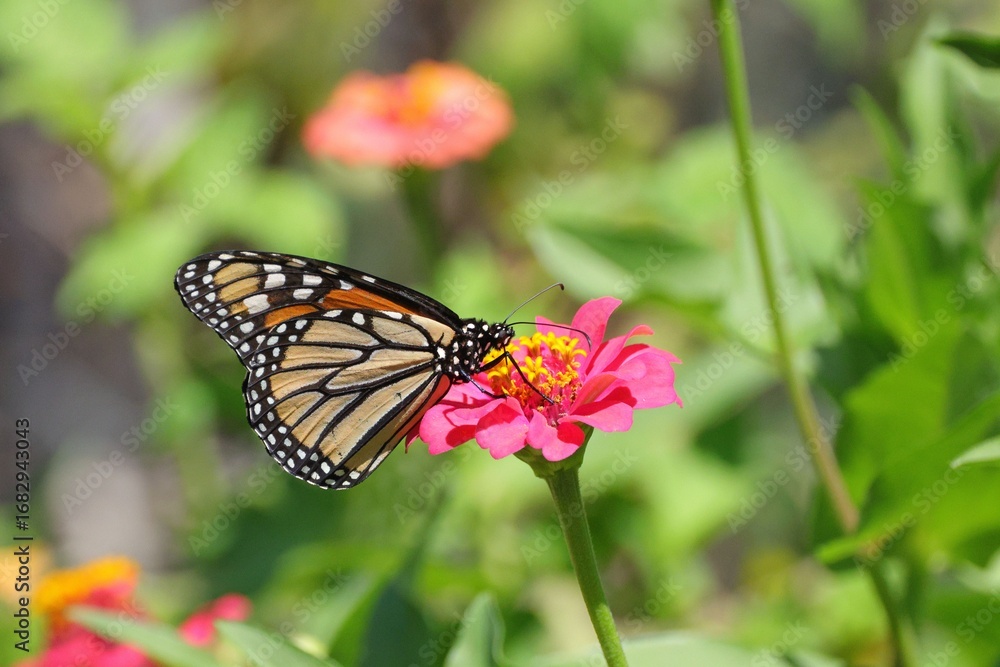 Fototapeta premium Monarch Butterfly on Pink Flower