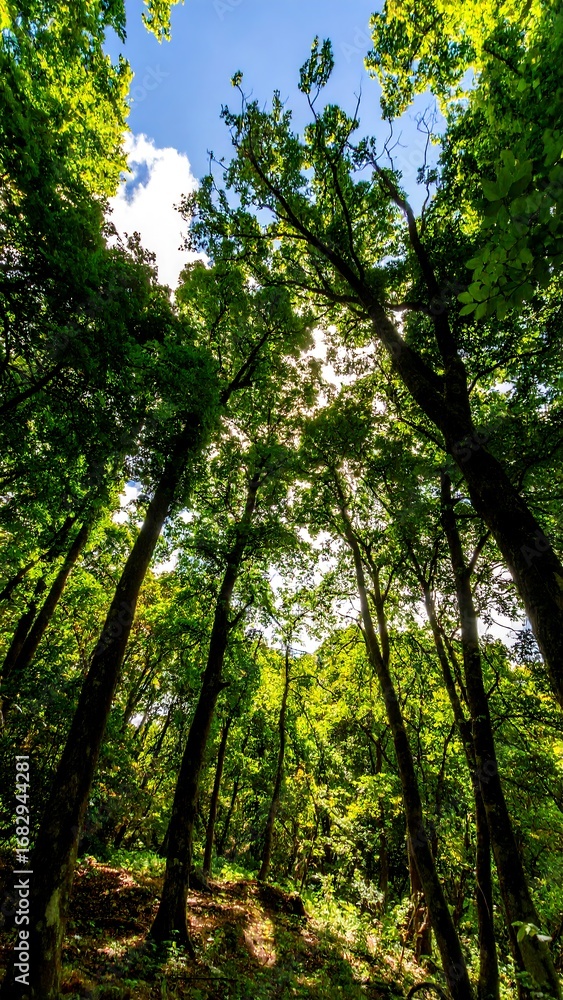 Obraz premium Lush forest canopy (2)