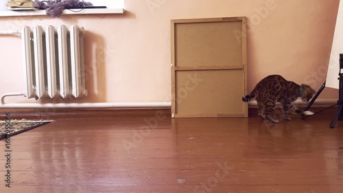 Funny and crazy bengal cat playing at home with toy mouse , horizontal 4k footage. Playful cat	