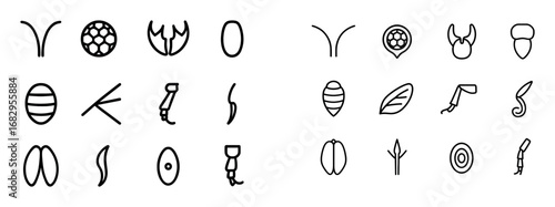 Minimalist Insect Anatomy Icons
