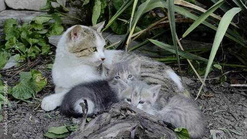 Portrait of mother cat with two newborn kittens resting in the garden, horizontal video
