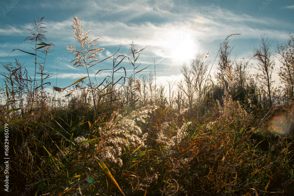 Fototapeta premium Jesień w naturze