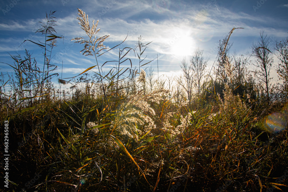 Fototapeta premium Jesień w naturze