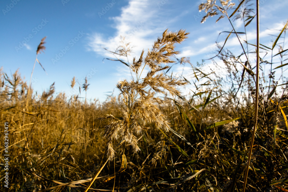 Fototapeta premium Jesień w naturze