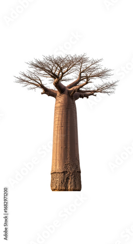 Majestic baobab tree isolated on transparent background