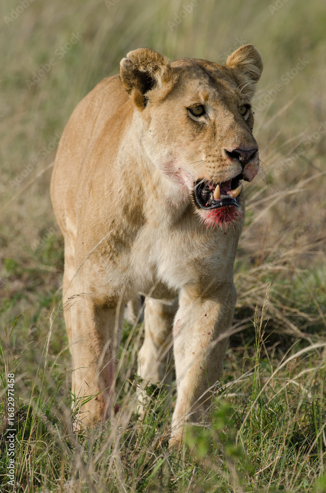 Obraz premium lion, lionne, femelle, panthera leo, Réserve de Masai Mara, Kenya