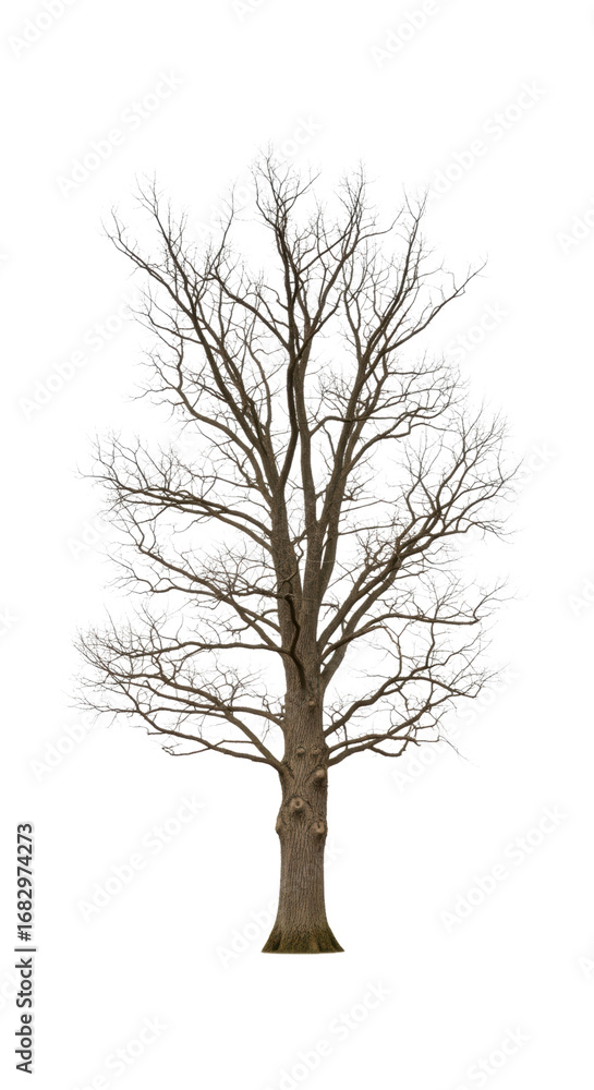 Obraz premium Leafless tree with white branches on transparent background