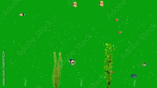 Beautiful aquarium with colorful fishes and underwater plants on green screen background