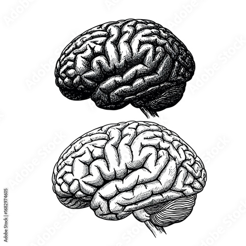 Vector illustration of two human brains in vintage engraving style