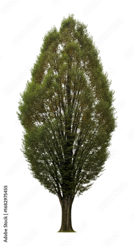 Fototapeta premium Lush green tree with dense foliage on transparent background