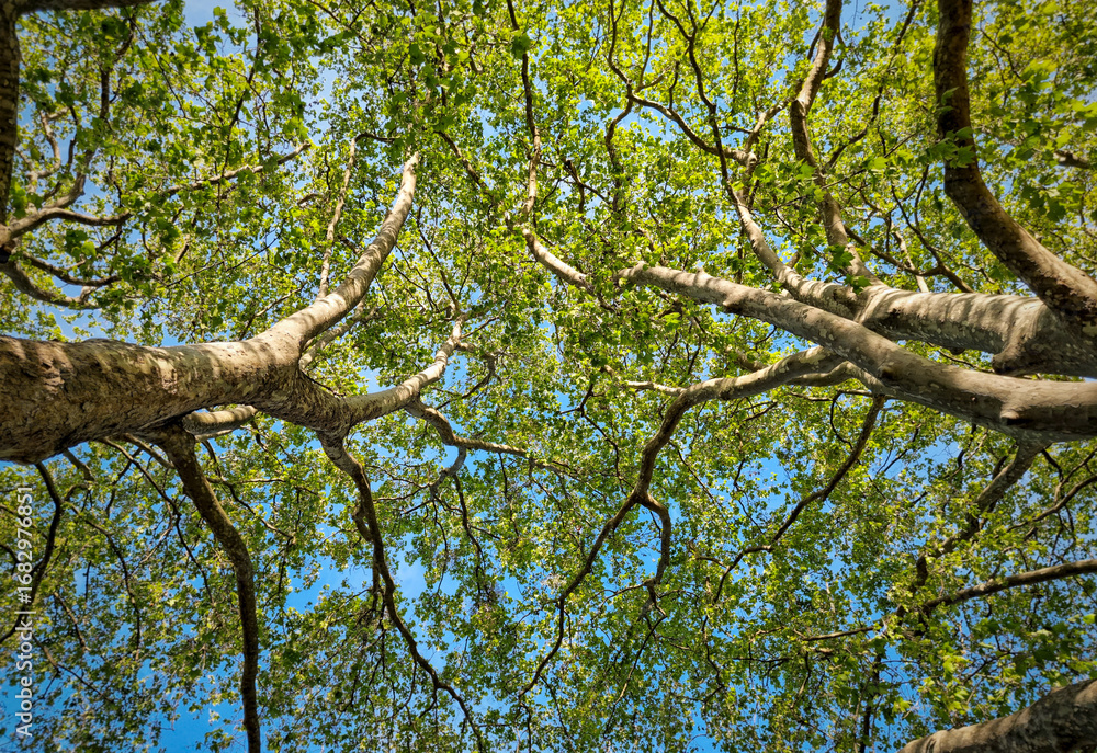 Fototapeta premium Looking Up at Tree Canopy with Fresh Green Leaves