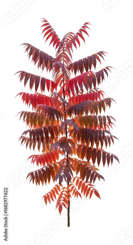 Vibrant red sumac tree leaves isolated on transparent background