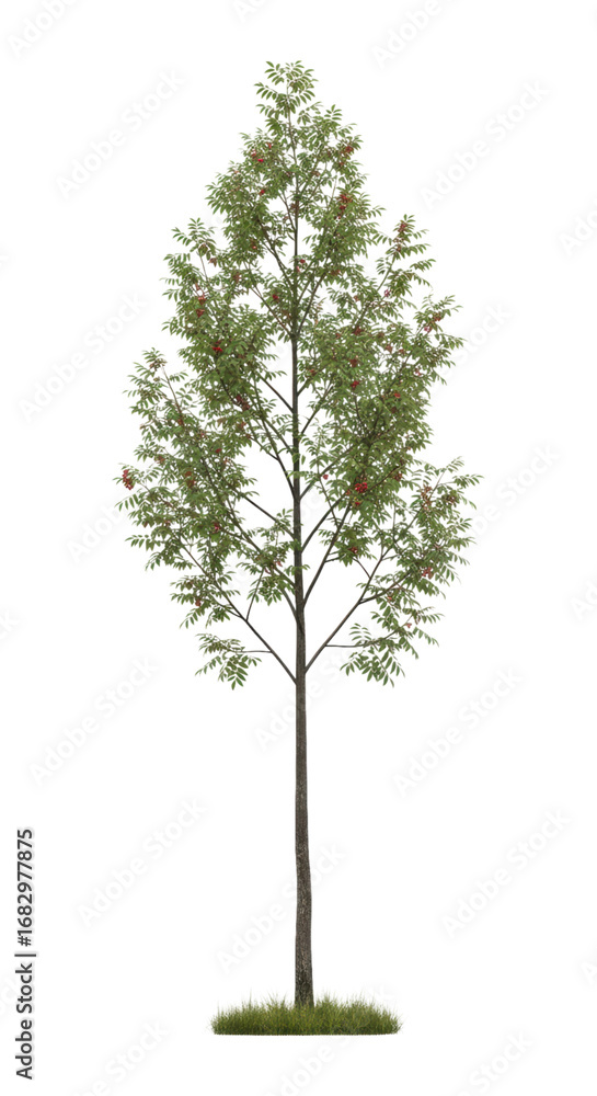 Fototapeta premium Tall green tree with red berries isolated on transparent background