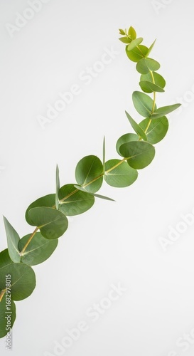 Wallpaper Mural Fresh green eucalyptus branch isolated on white background Torontodigital.ca