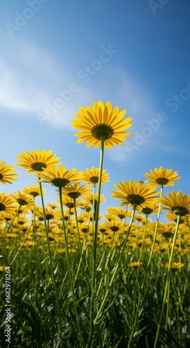 Wallpaper Mural Bright yellow daisies blooming under clear blue sky in sunlight Torontodigital.ca