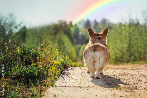 Beloved corgi dog walks over a rainbow bridge during sunset in a peaceful meadow evoking memories and love. Rainbow Bridge Remembrance Day