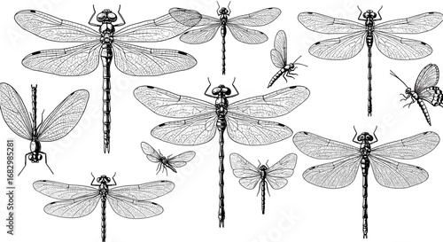Intricate black and white dragonfly and moth designs